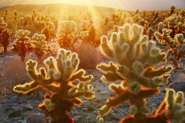 Cholla Cactus Garden Und Sonnenstrahlen Joshua Tree National Park Mojave — Stockfoto