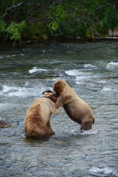 Медведь Гризли Подрался Реке — стоковое фото