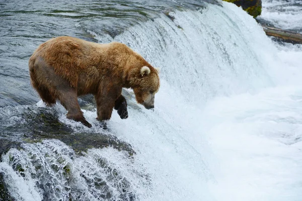 Grizzlybär Jagt Lachs — Stockfoto