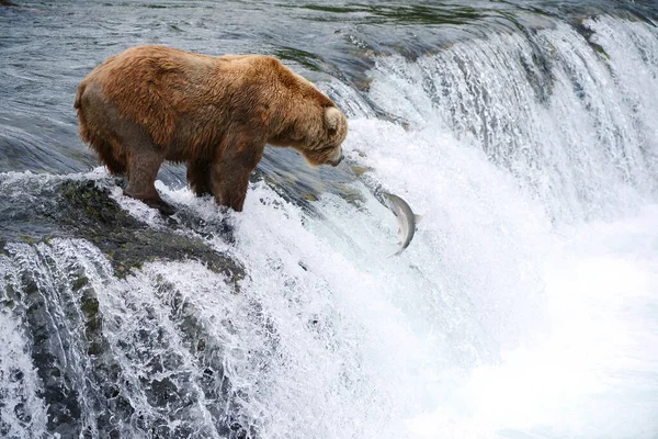 Medvěd Grizzly Lovu Lososů — Stock fotografie