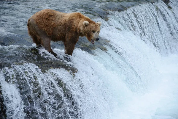 Beruang Grizzly Berburu Salmon — Stok Foto
