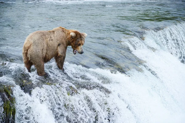 Beruang Grizzly Berburu Salmon — Stok Foto