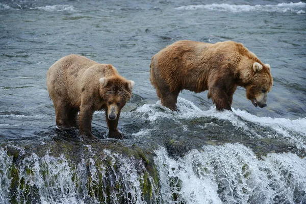 Grizzly Bears Hunting Salmon — ストック写真