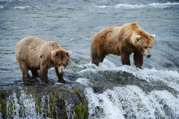 Grizzly Bears Hunting Salmon — Foto Stock