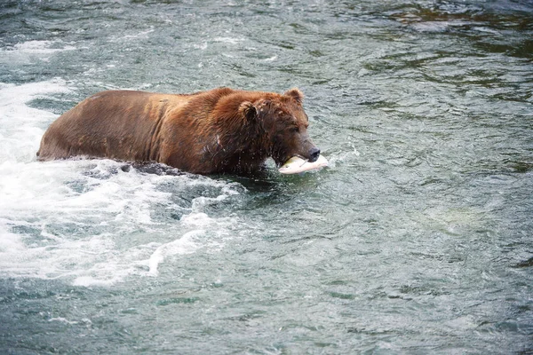 Orso Grizzly Caccia Salmone — Foto Stock