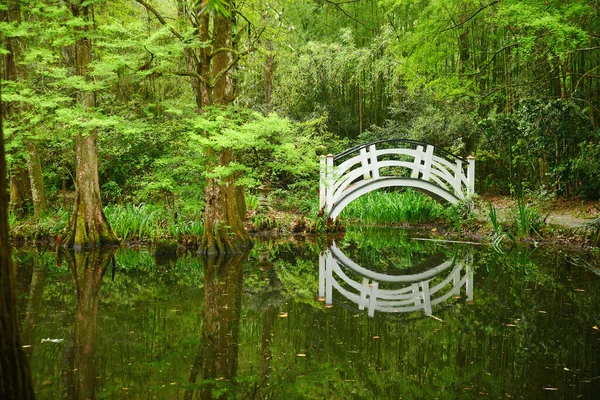White Bridge Swamp — Stock Photo, Image