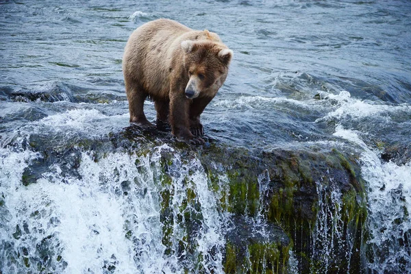Niedźwiedź Grizzly Polowania Łosoś — Zdjęcie stockowe