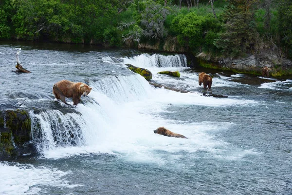 Grizzly Bears Hunting Salmon — Foto Stock