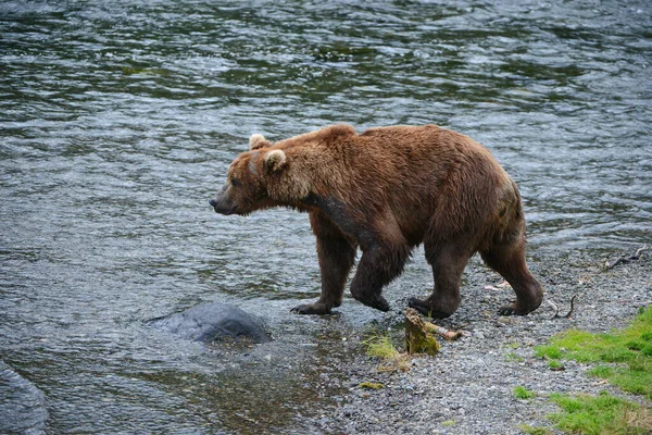 大灰熊狩猎鲑鱼 — 图库照片