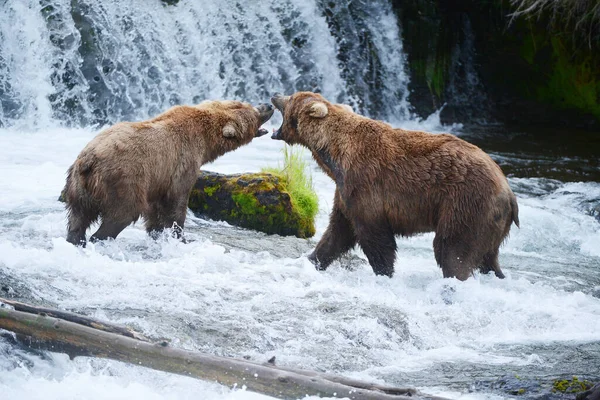 Grizzly Beer Vechten Rivier — Stockfoto