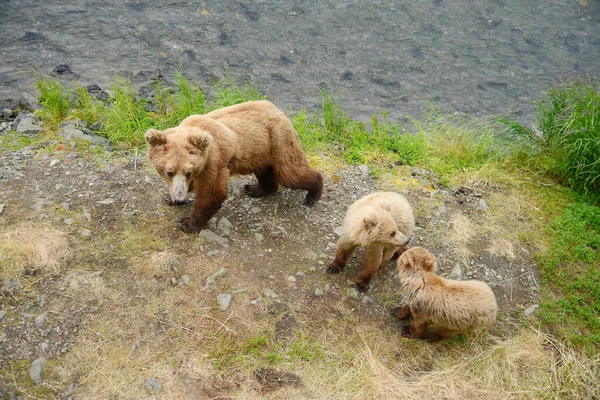 カトマイの小熊 — ストック写真