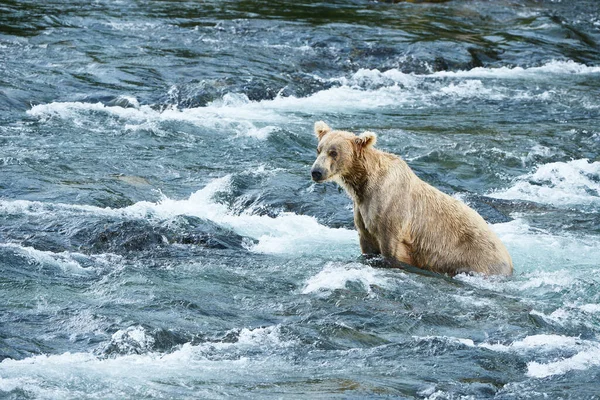 クマ狩猟サーモン — ストック写真