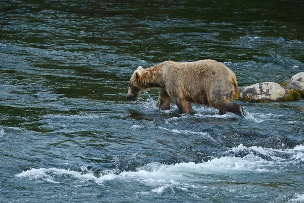 Niedźwiedź Grizzly Polowania Łosoś — Zdjęcie stockowe