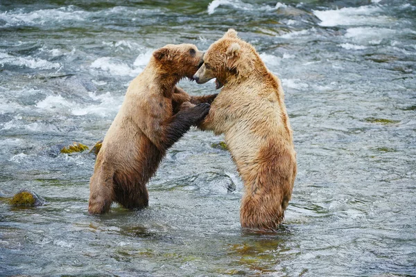 Grizzly Medve Harc Folyóban — Stock Fotó