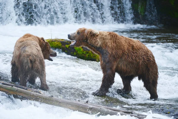 Grizzly Beer Vechten Rivier — Stockfoto