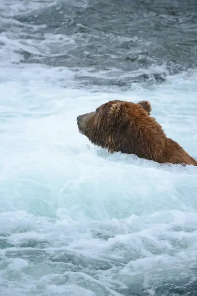 Grizzly Medve Vadászat Lazac — Stock Fotó