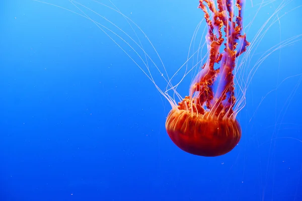 Aquatic Orange Jellyfish Swim Blue Deep Sea Water — Stock Photo, Image