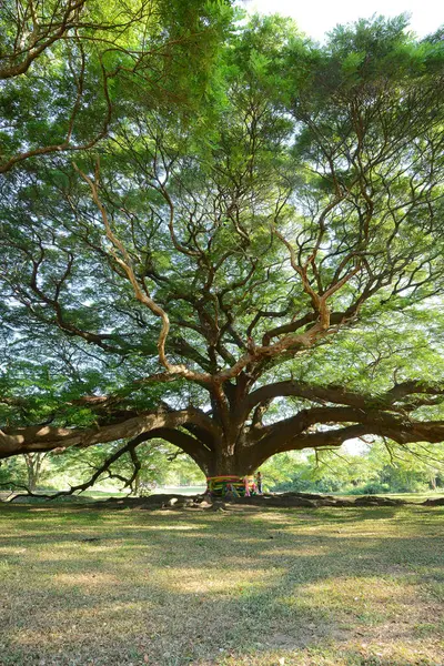 Piękny Widok Niesamowite Duże Drzewo — Zdjęcie stockowe