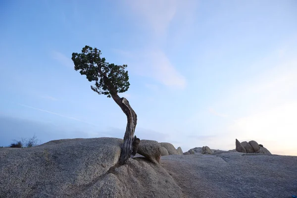 Samotny Drzewo Pustyni — Zdjęcie stockowe