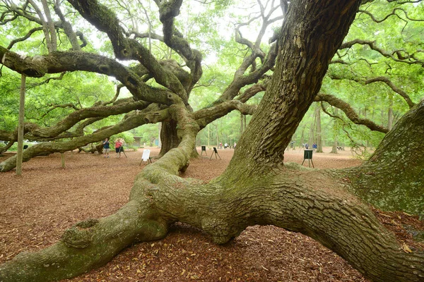 Famoso Angel Oak Tree — Foto Stock
