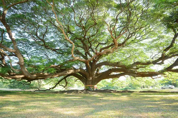 Muhteşem Büyük Ağaç Manzarası — Stok fotoğraf