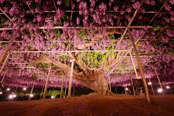公园里美丽的紫藤植物的风景画 — 图库照片
