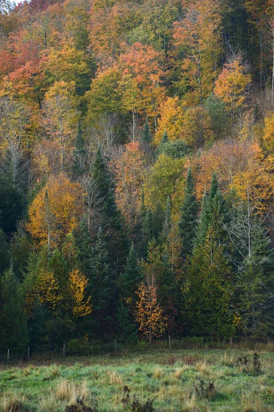 Живописный Пейзаж Цветного Леса Осенью Вермонт Сша — стоковое фото