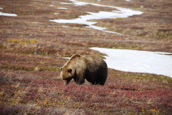Grizzly Bear Denali — Stockfoto
