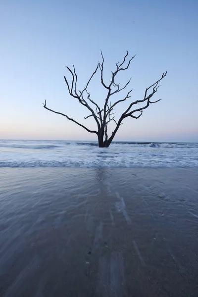 Zmarłe Drzewo Plaży — Zdjęcie stockowe