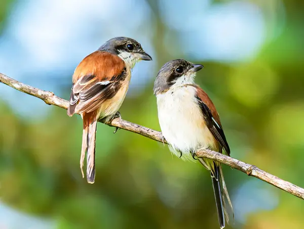 Ptaki Siedzące Gałęzi — Zdjęcie stockowe