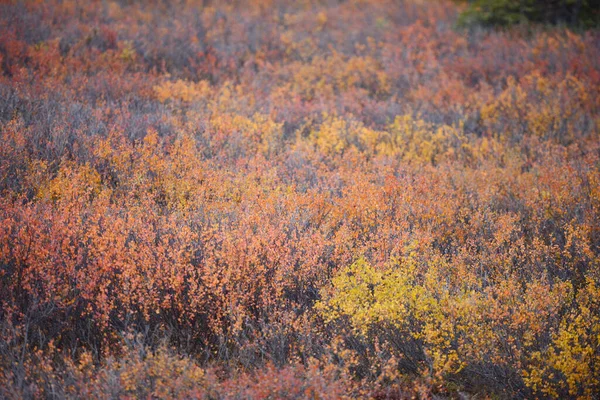 Beautiful Denali landscape. Nature background