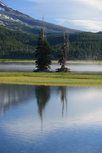 Pine Trees Lake — Stock Photo, Image