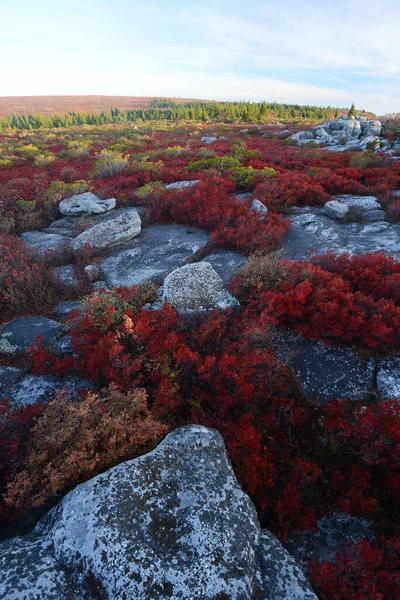 Batı Virginia Kayalarda Yetişen Kırmızı Yosun Sonbahar Mevsimi Doğa — Stok fotoğraf