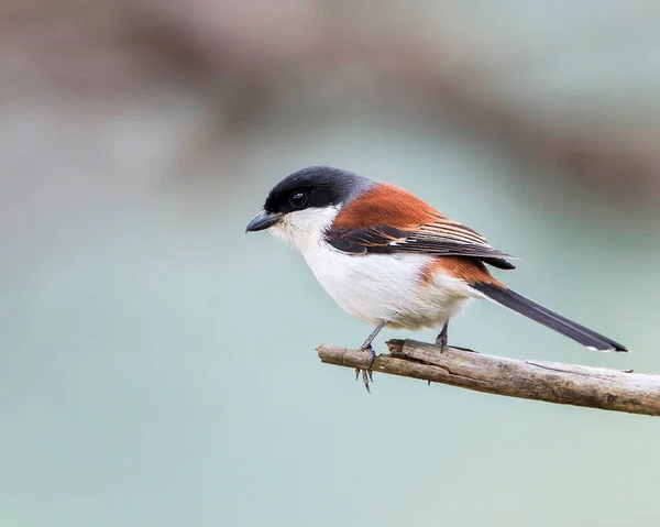 Vista Ravvicinata Dell Uccello Habitat Naturale — Foto Stock
