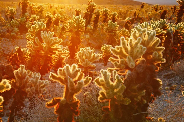 ホヤサボテン園と日の出 ジョシュア ツリー国立公園 モハーヴェ砂漠 — ストック写真