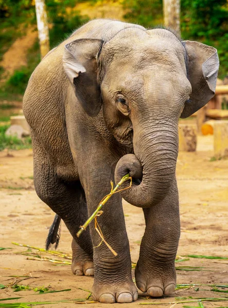 Portrait Elephant Burma — Stock Photo, Image
