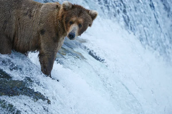 Orso Grizzly Caccia Salmone — Foto Stock
