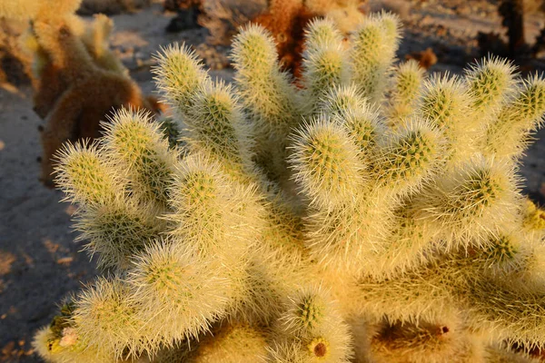 Jardín Cactus Cholla Amanecer Parque Nacional Joshua Tree Desierto Mojave —  Fotos de Stock
