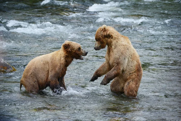 Grizzly Bear Fight River — Stock Photo, Image