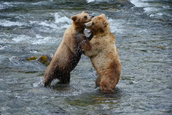 灰熊在河里打斗 — 图库照片