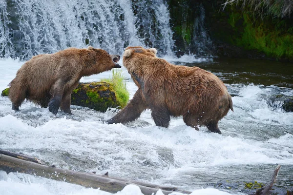 Grizzly Medve Harc Folyóban — Stock Fotó