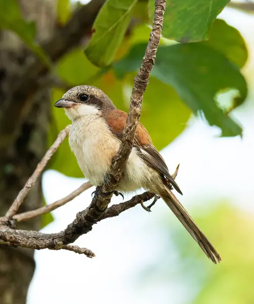 Ptak Siedzący Gałęzi — Zdjęcie stockowe