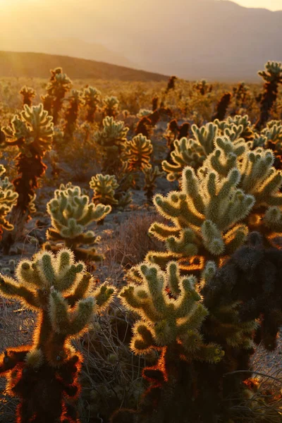 Cholla Cactus Garden Und Sonnenstrahlen Joshua Tree National Park Mojave — Stockfoto