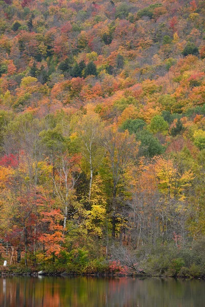 Цветной Лес Осенью Вермонт Сша — стоковое фото