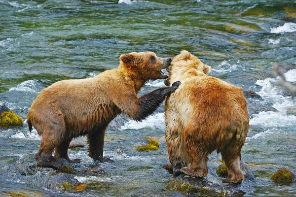 Медведь Гризли Подрался Реке — стоковое фото