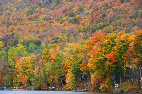 Цветной Лес Осенью Вермонт Сша — стоковое фото