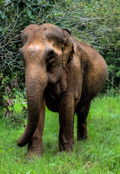 Portrait Elephant Cambodia — Stock Photo, Image