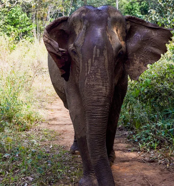 Portrait Elephant Cambodia — Stock Photo, Image