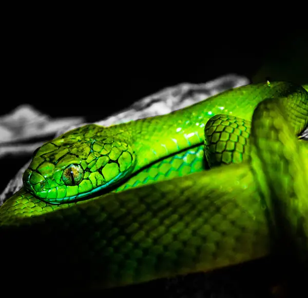 緑のヘビの肖像画 — ストック写真