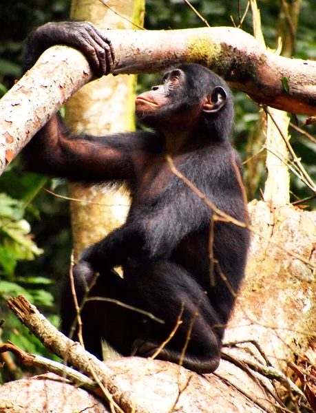 Zbliżenie Zdjęcia Małpy Naturalnym Środowisku Kongo — Zdjęcie stockowe